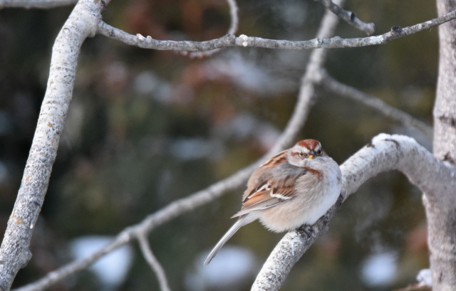 American Tree sparrow S.jpg