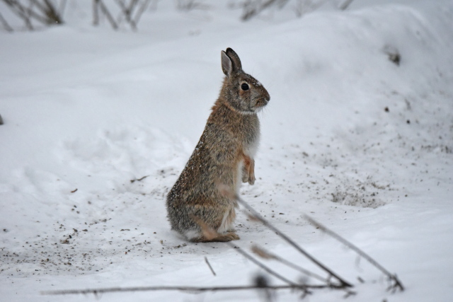 Curious cottontail S.jpg