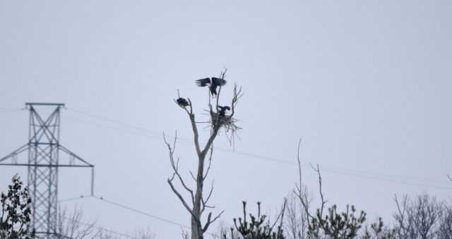 Eagle tree nest S.jpg